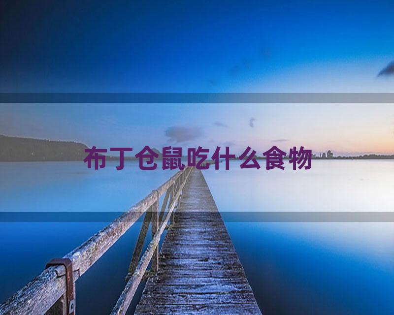 布丁仓鼠吃什么食物