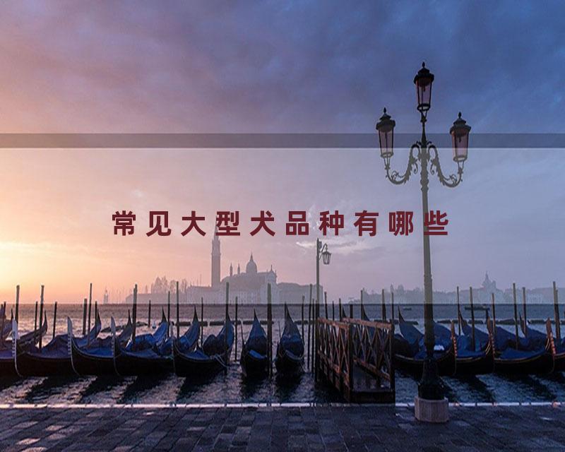 常见大型犬品种有哪些