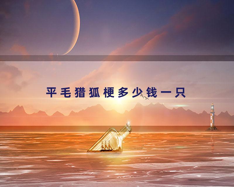 平毛猎狐梗多少钱一只