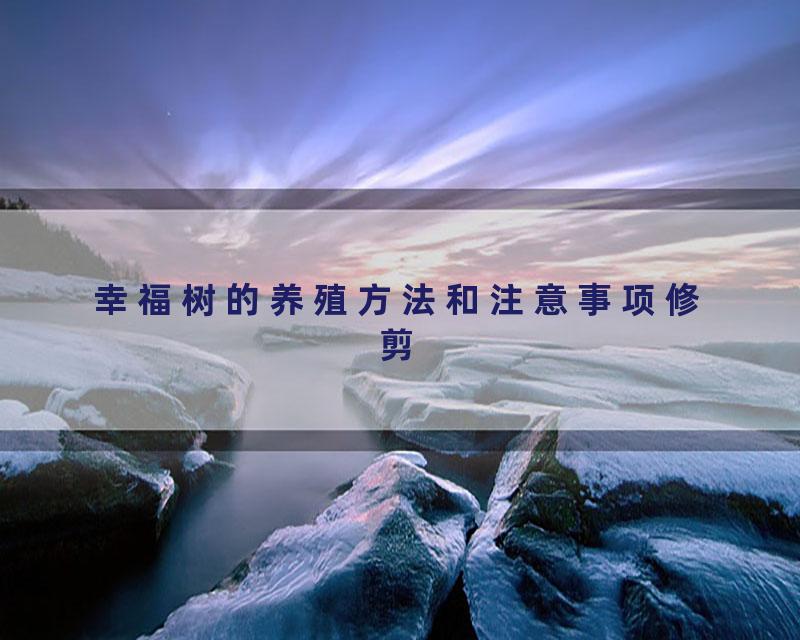 幸福树的养殖方法和注意事项修剪