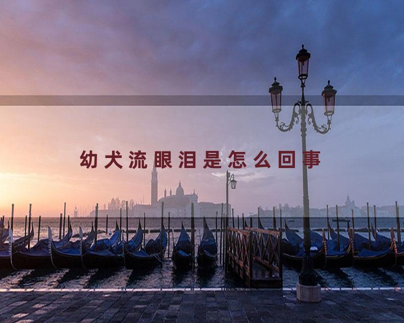 幼犬流眼泪是怎么回事