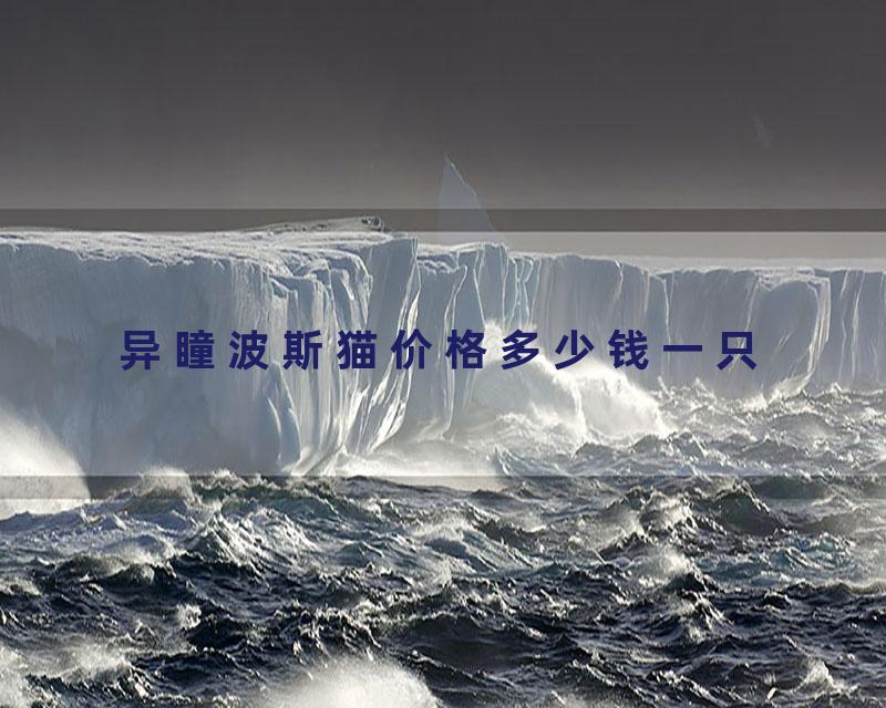 异瞳波斯猫价格多少钱一只