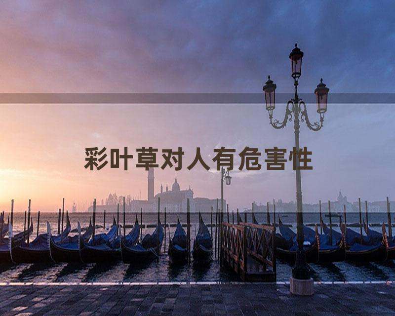 彩叶草对人有危害性