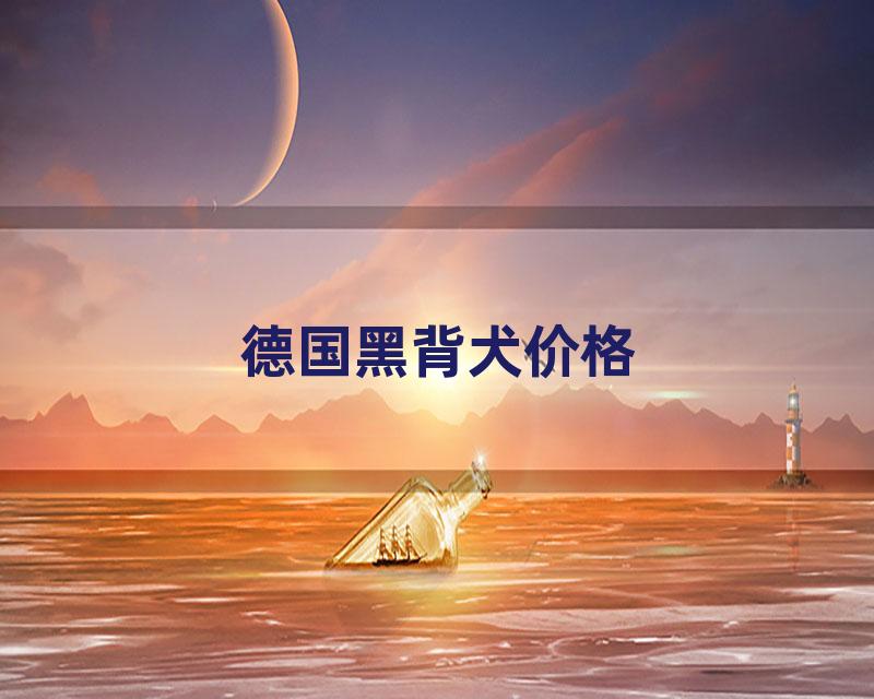 德国黑背犬价格