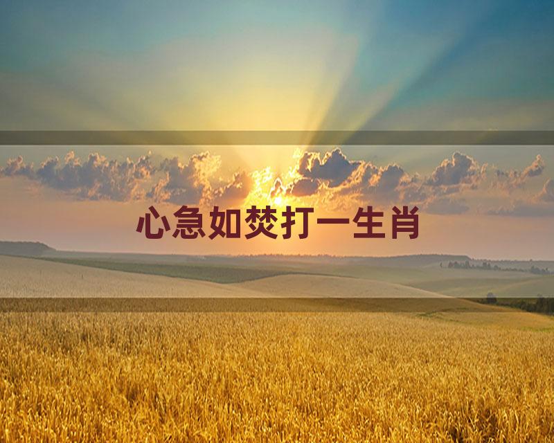 心急如焚打一生肖