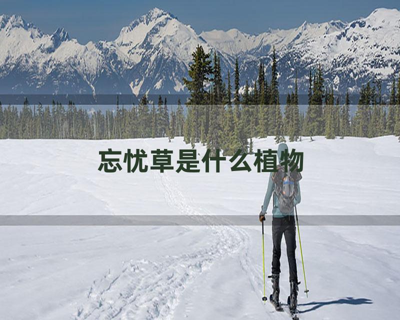 忘忧草是什么植物