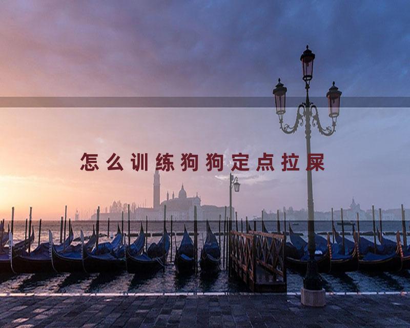 怎么训练狗狗定点拉屎