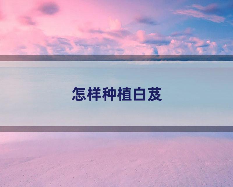 怎样种植白芨