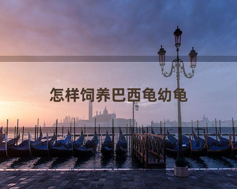 怎样饲养巴西龟幼龟