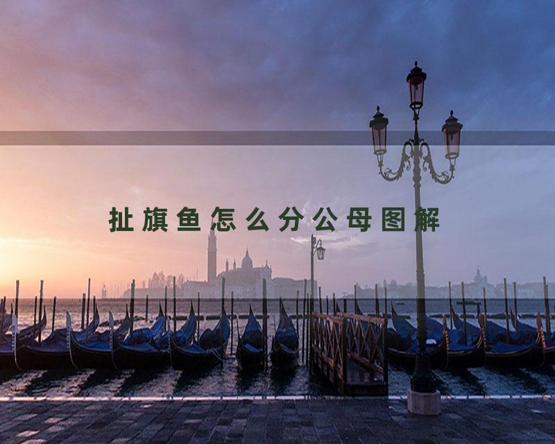 扯旗鱼怎么分公母图解