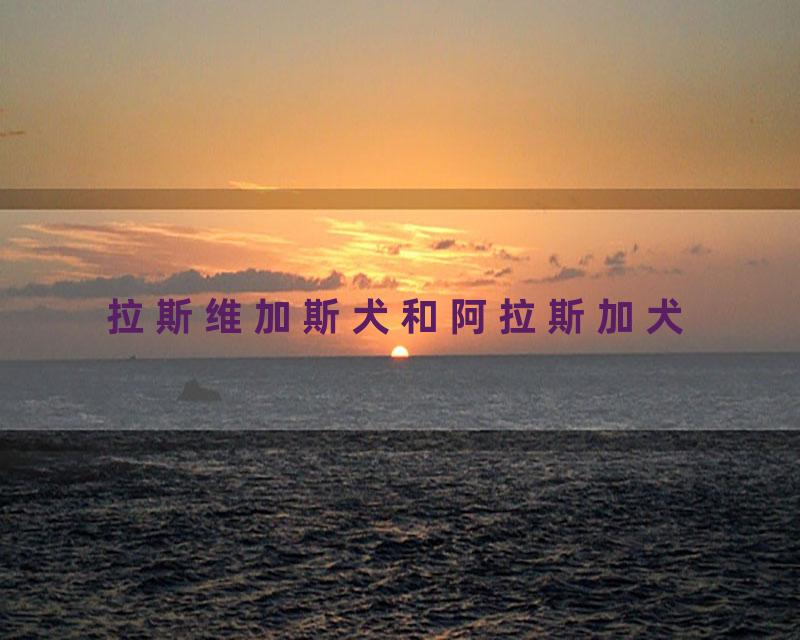 拉斯维加斯犬和阿拉斯加犬