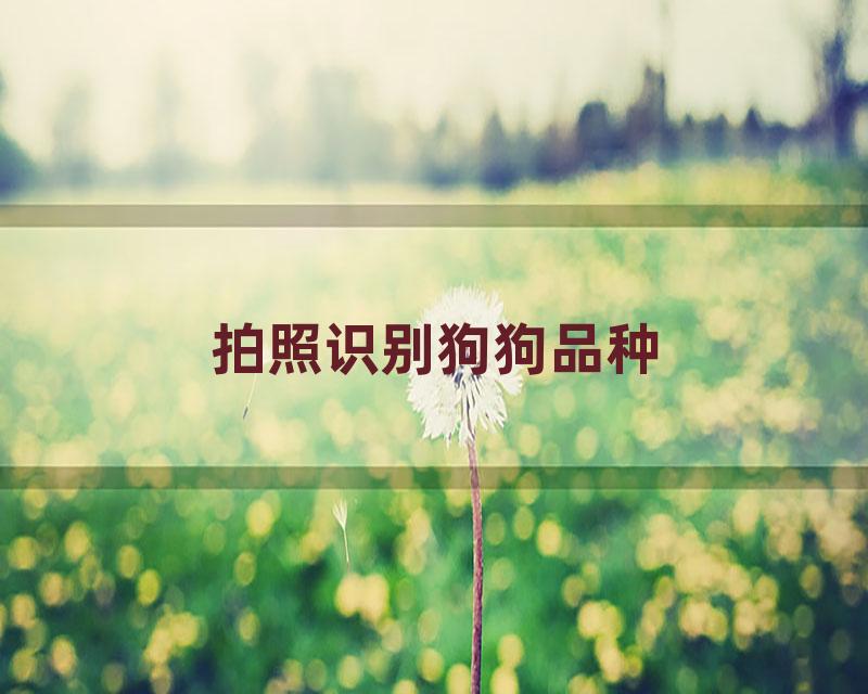 拍照识别狗狗品种