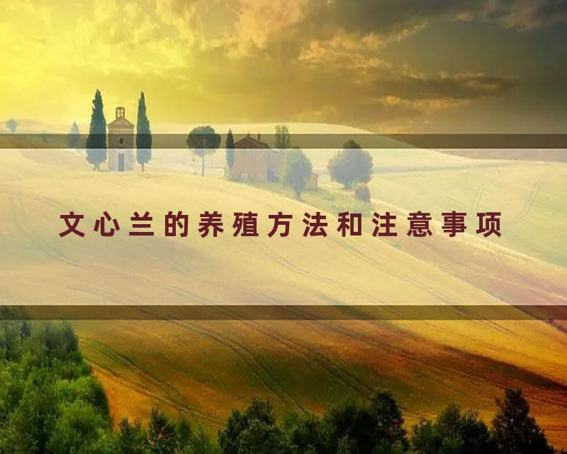 文心兰的养殖方法和注意事项