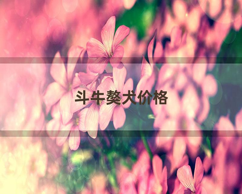 斗牛獒犬价格