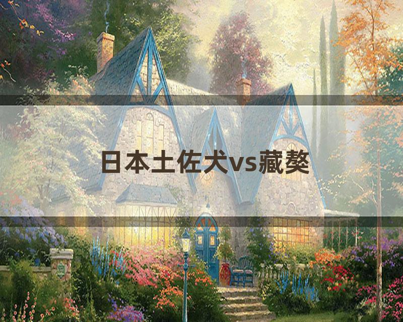 日本土佐犬vs藏獒