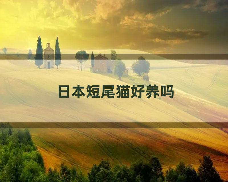 日本短尾猫好养吗