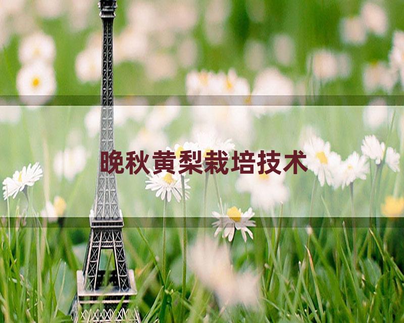 晚秋黄梨栽培技术