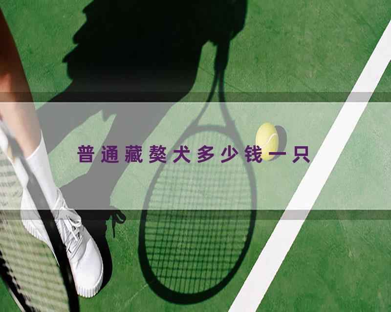 普通藏獒犬多少钱一只
