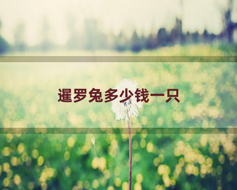 暹罗兔多少钱一只