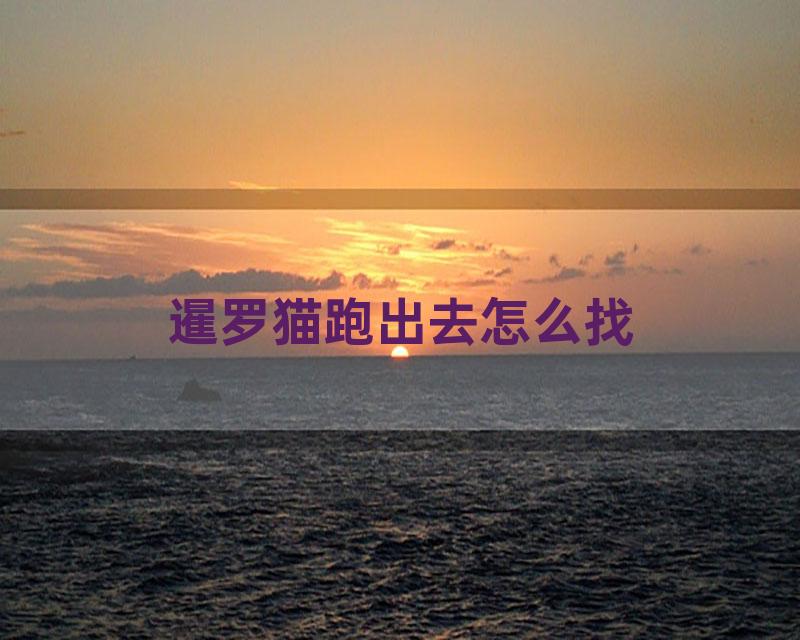 暹罗猫跑出去怎么找
