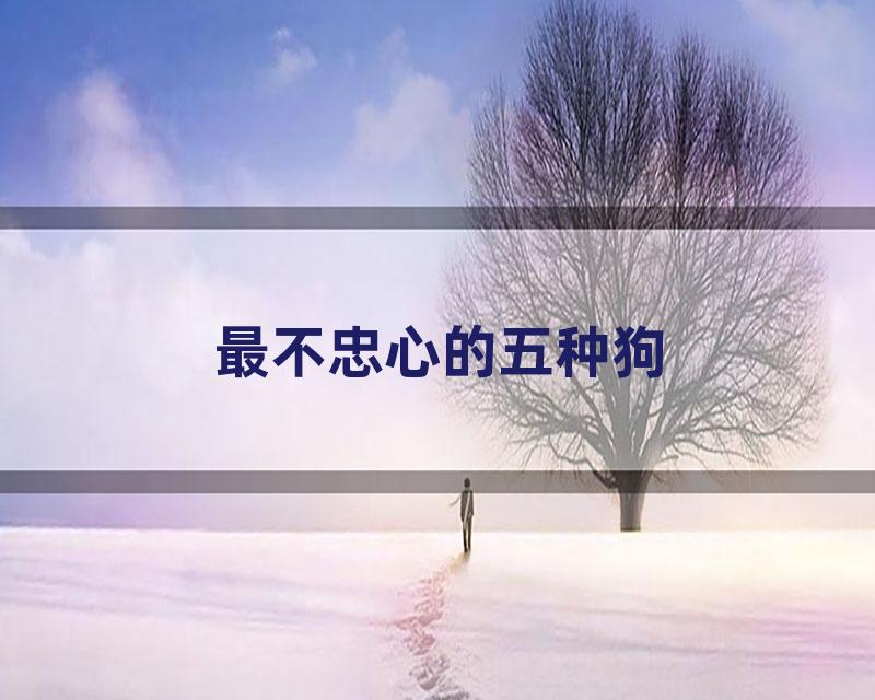 最不忠心的五种狗
