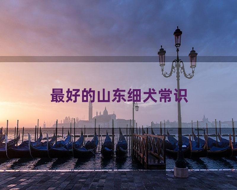 最好的山东细犬常识