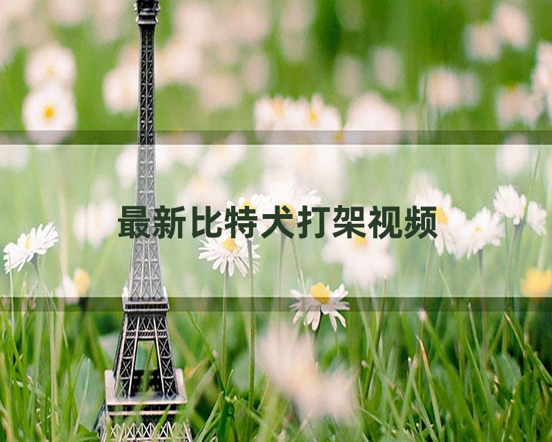 最新比特犬打架视频