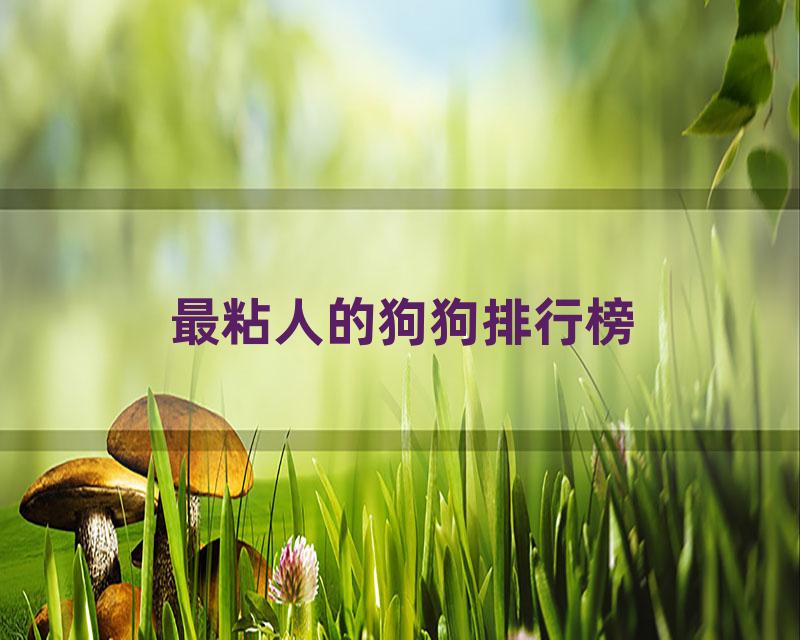最粘人的狗狗排行榜