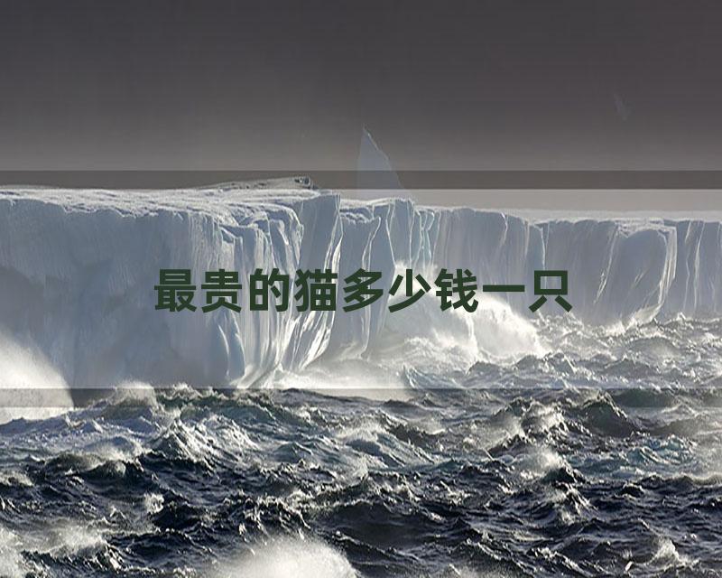 最贵的猫多少钱一只