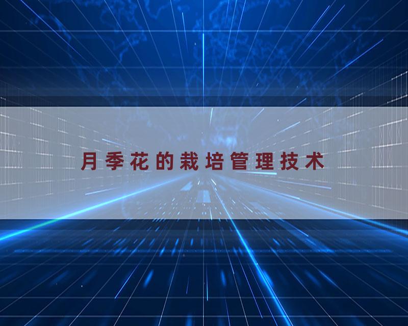 月季花的栽培管理技术