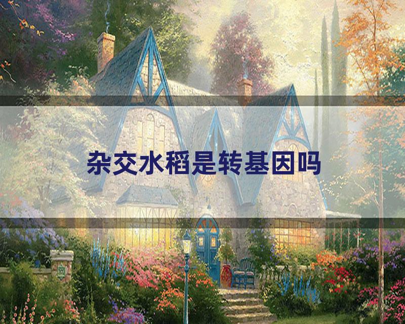 杂交水稻是转基因吗