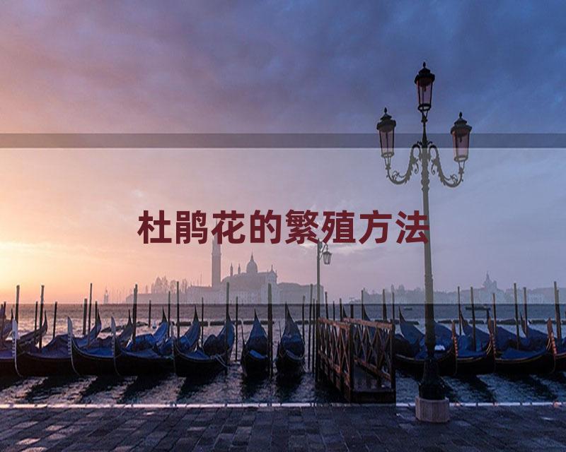 杜鹃花的繁殖方法