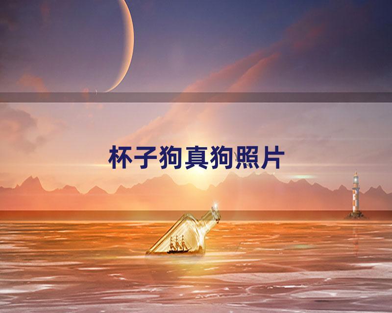 杯子狗真狗照片