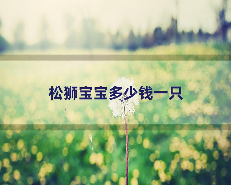 松狮宝宝多少钱一只