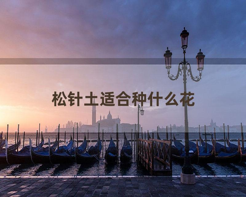 松针土适合种什么花