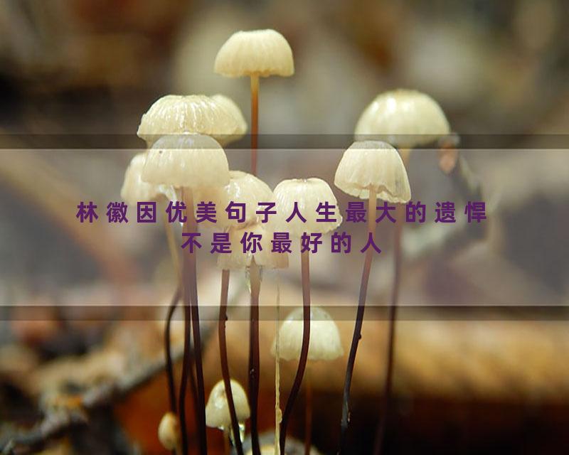 林徽因优美句子人生最大的遗悍不是你最好的人