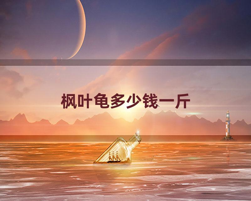 枫叶龟多少钱一斤