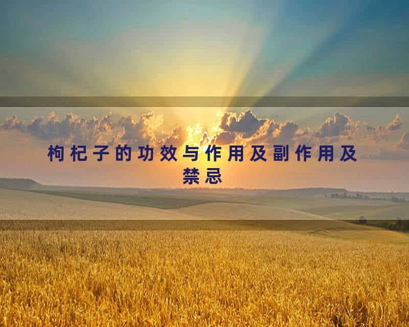 枸杞子的功效与作用及副作用及禁忌