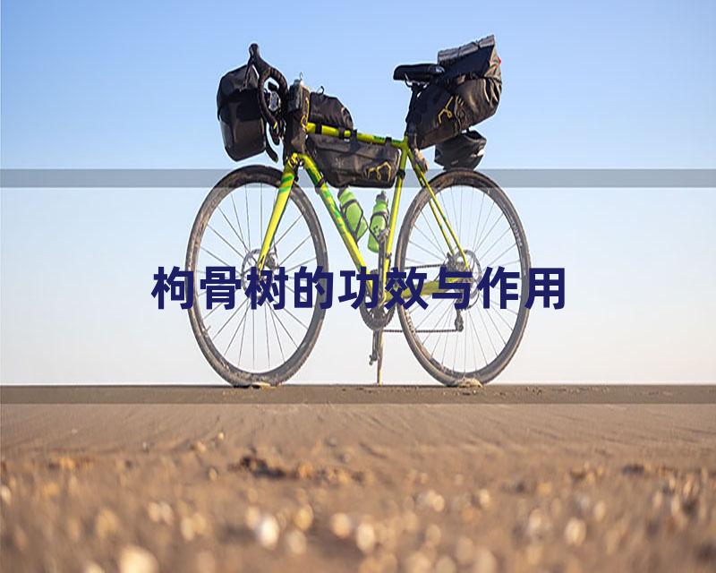 枸骨树的功效与作用