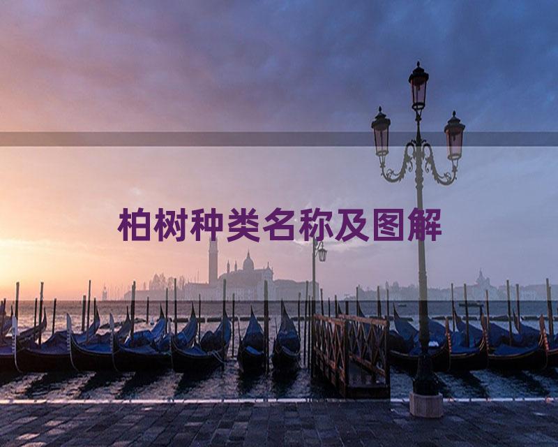 柏树种类名称及图解