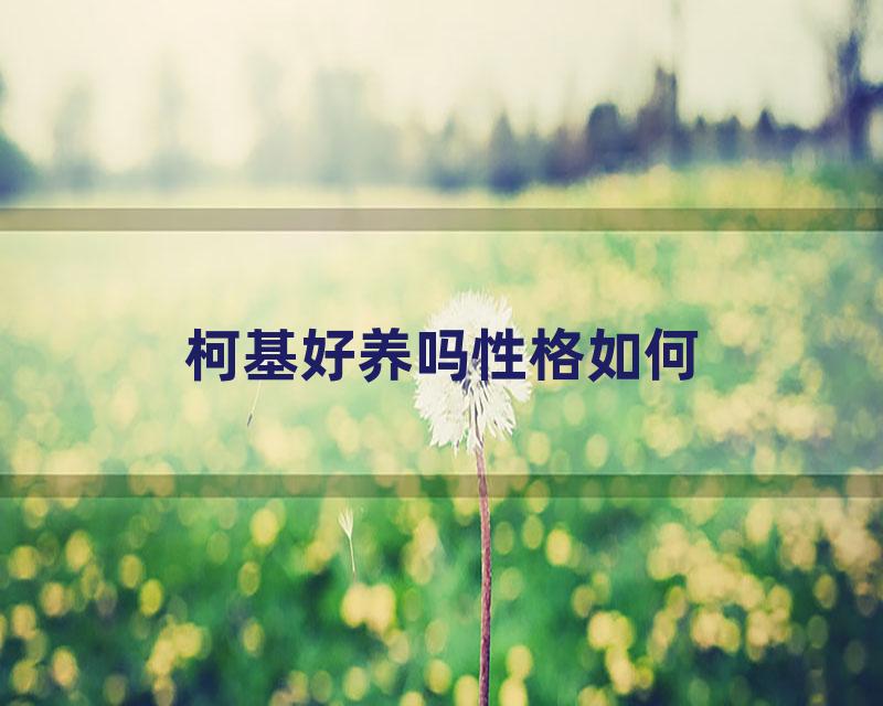 柯基好养吗性格如何