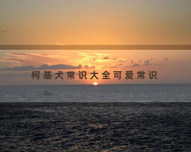 柯基犬常识大全可爱常识