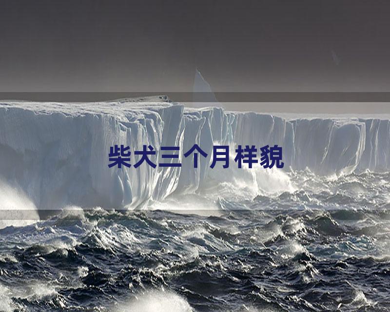 柴犬三个月样貌