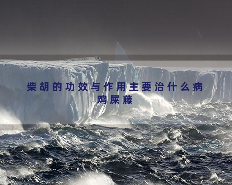 柴胡的功效与作用主要治什么病鸡屎藤