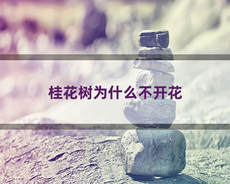 桂花树为什么不开花