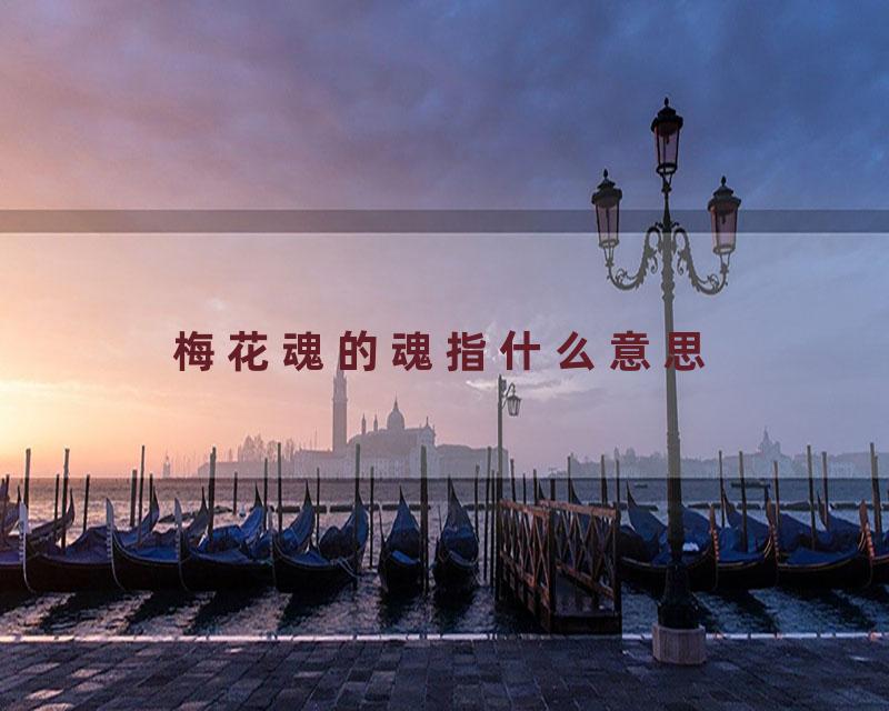 梅花魂的魂指什么意思