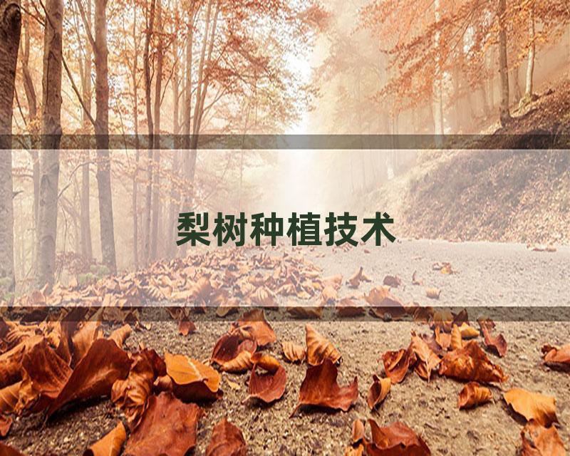 梨树种植技术