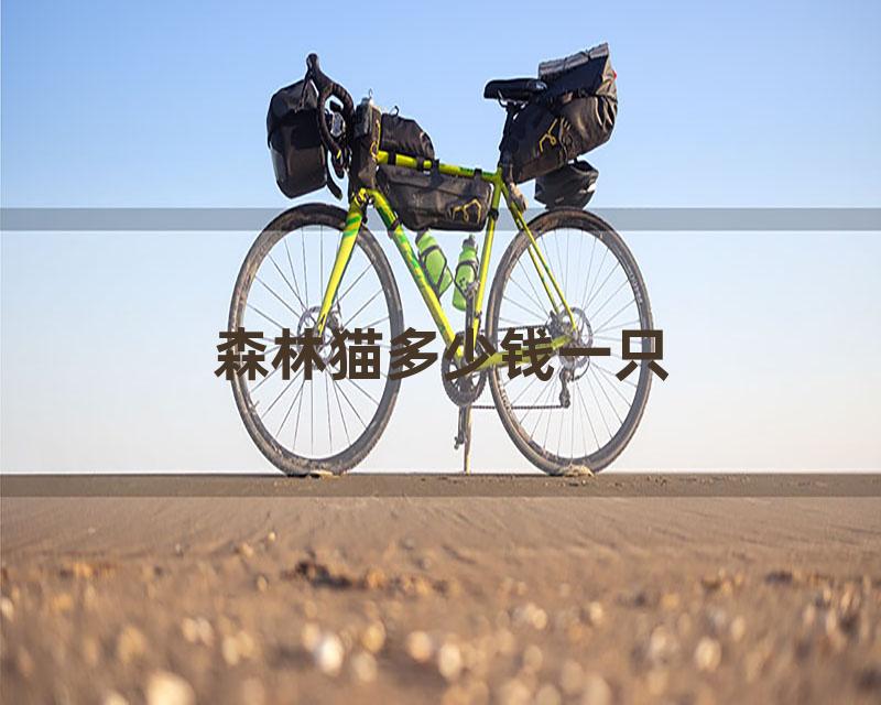 森林猫多少钱一只