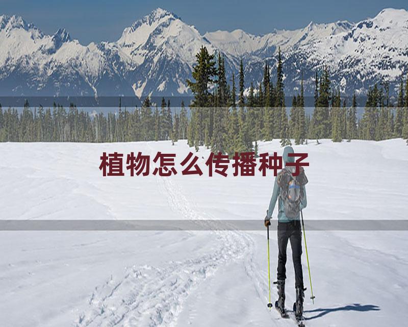 植物怎么传播种子