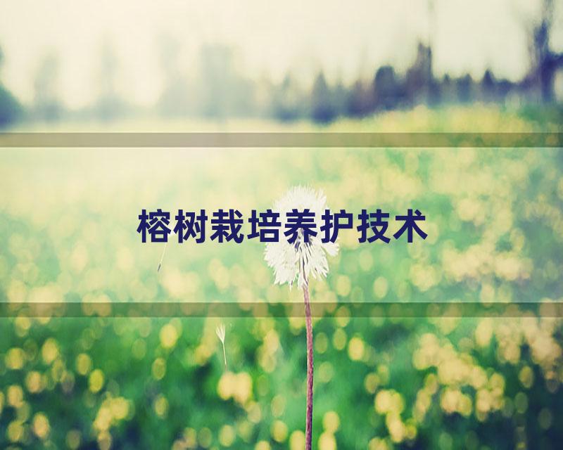 榕树栽培养护技术